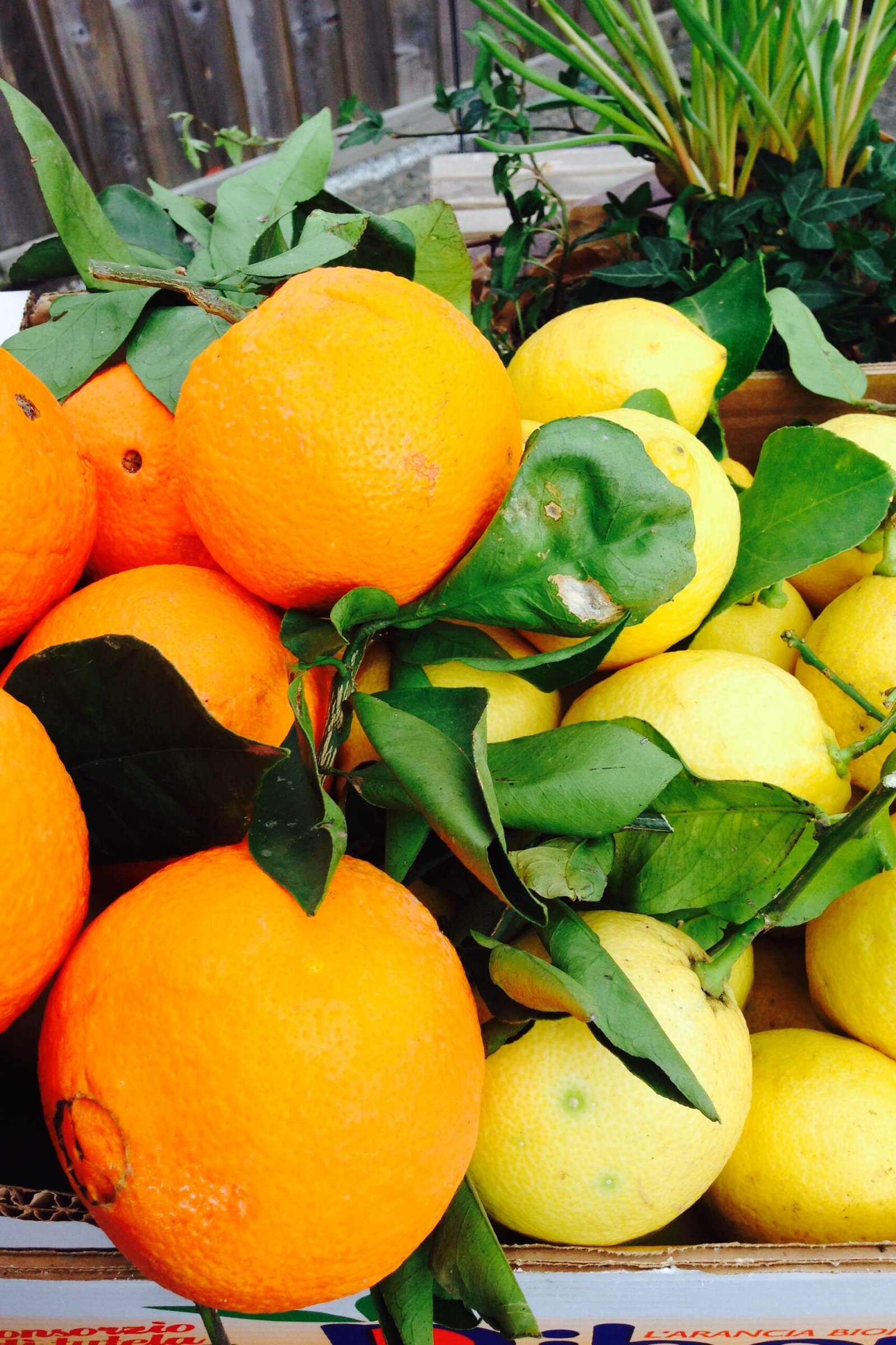 Apelsiner och citroner i lådor
