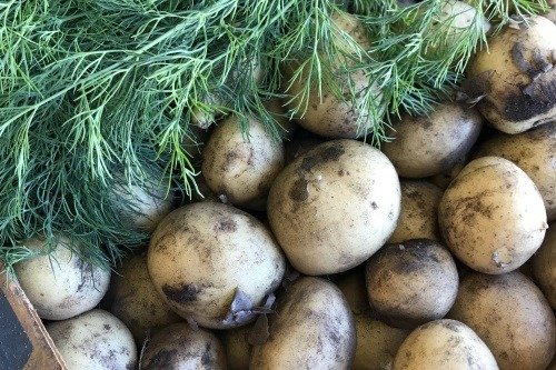 Nyskördad potatis i back